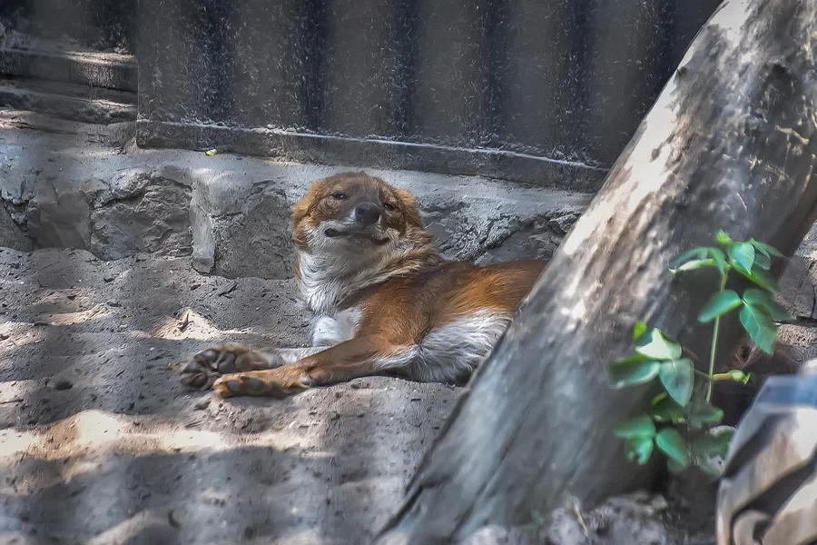Фото Вызывайте Айболита: животные Новосибирского зоопарка изнемогают от аномальной жары 8
